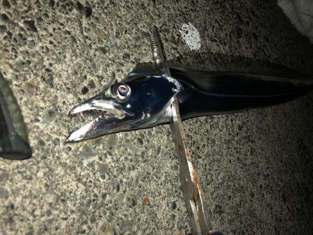 どんどんシブくなる太刀魚