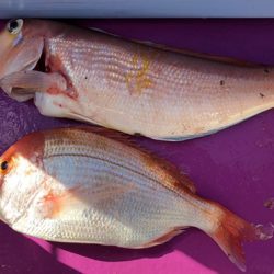 焼津沖　アマダイ釣行