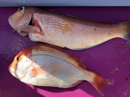 焼津沖　アマダイ釣行