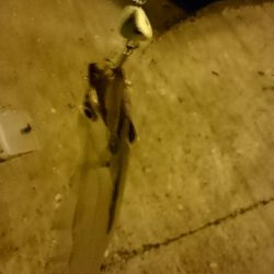 南港タチウオ いつ回復するの！？