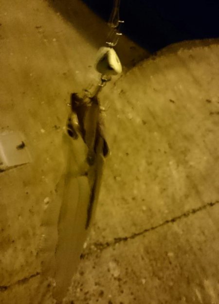 南港タチウオ いつ回復するの！？