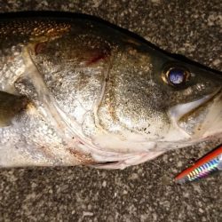 夕練、シーバスハチマル捕獲成功♪