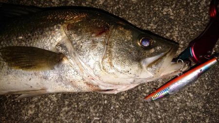 夕練、シーバスハチマル捕獲成功♪