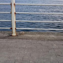 南港エリア タチウオ回復か！？