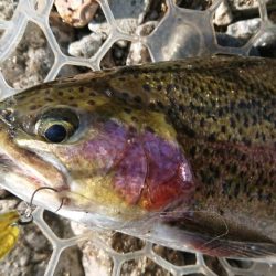 大阪芥川40アップレインボーキャッチ成功♪