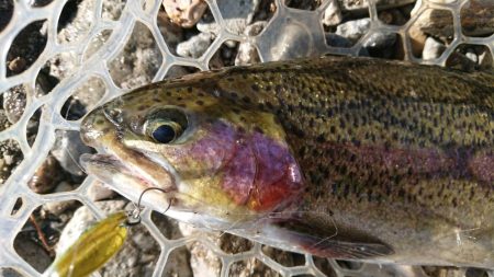 大阪芥川40アップレインボーキャッチ成功♪