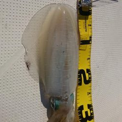 ボートエギング5