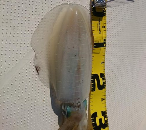 ボートエギング5