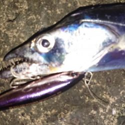 朝練 シーバス&タチウオ&サバキャッチ♪