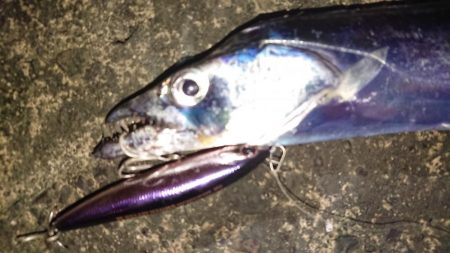 朝練 シーバス&タチウオ&サバキャッチ♪