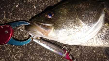 神戸港大潮タチウオからのシーバス♪