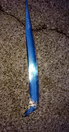 貝塚人工島タチウオ&青物遠征