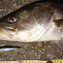 朝練ナナマルシーバス捕獲♪