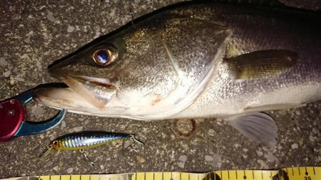 朝練ナナマルシーバス捕獲♪