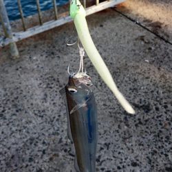 泉大津エリア タチウオ釣果