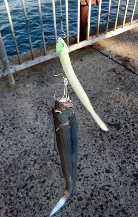 泉大津エリア タチウオ釣果