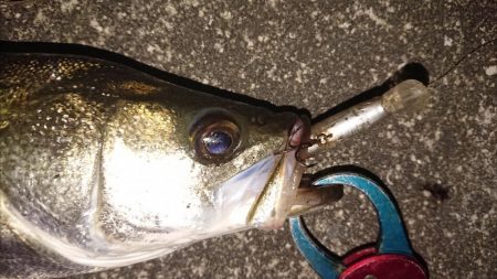 日没早い短時間夕練