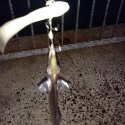 出勤前にタチウオ釣行