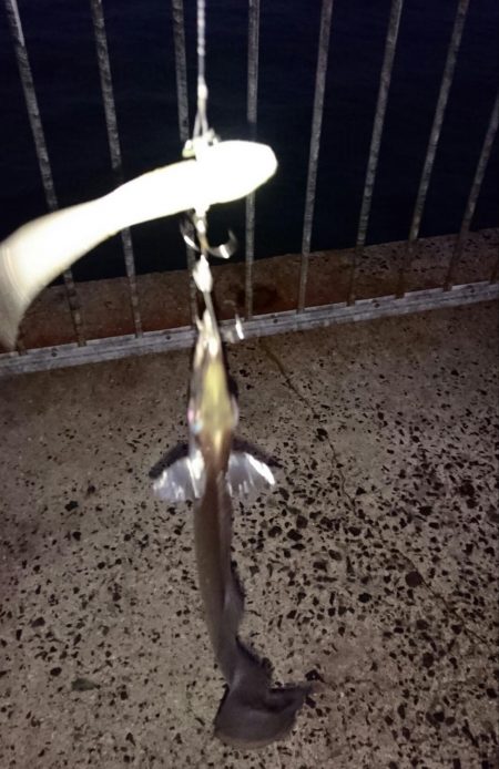 出勤前にタチウオ釣行