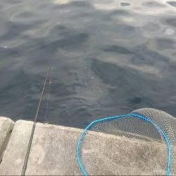 夕練明るいうちシーバス調査