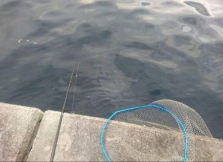 夕練明るいうちシーバス調査