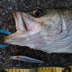 朝練、シーバス無念のラインブレイク…