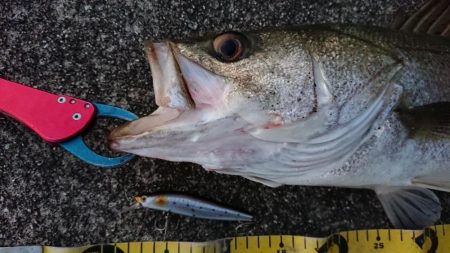 朝練、シーバス無念のラインブレイク…