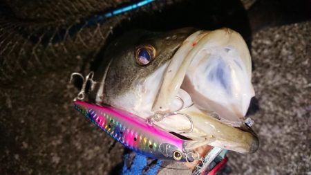 朝練はシーバスナナマル、夕練はロクマルでし…