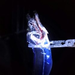 大阪湾タチウオ終了なん!?