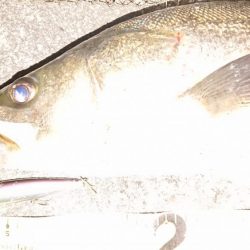 今月漸くの80ランカー捕獲成功♪