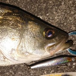 夕練、いつもの明暗シーバス調査