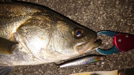 夕練、いつもの明暗シーバス調査