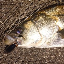 夕練、銀ピカシーバスゲット！