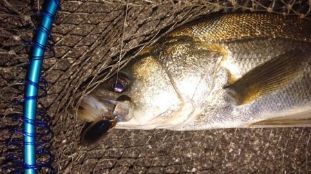 夕練、銀ピカシーバスゲット！