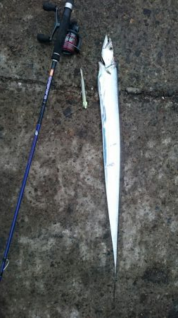 大潮2日目のタチウオ釣行