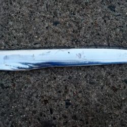 南港にタチウオ釣行