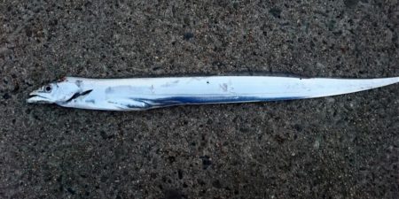 南港にタチウオ釣行