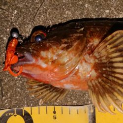 夕練、デカガッシー捕獲成功！