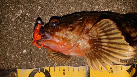 夕練、デカガッシー捕獲成功！