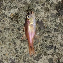 久しぶりのエギングで!!( ; ﾛ)ﾟ ﾟ