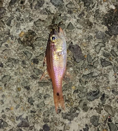 久しぶりのエギングで!!( ; ﾛ)ﾟ ﾟ