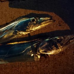 アジ＆タチウオ