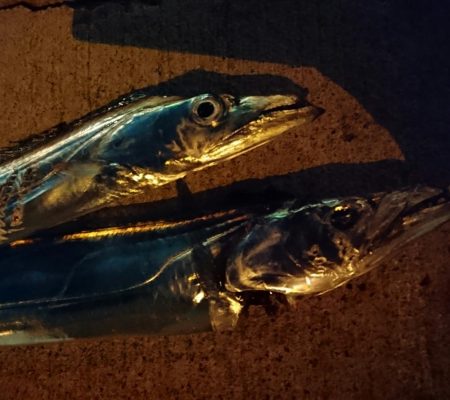 アジ＆タチウオ