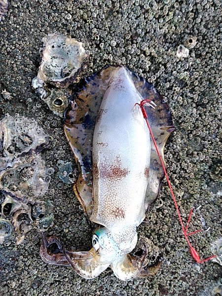 アオリイカが　なんと６杯あがりました!!