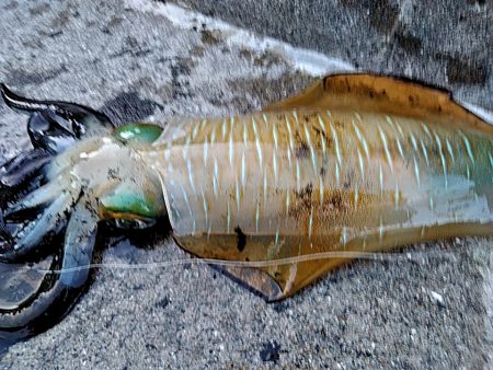 凄い!!ハタまで釣れました!!