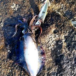 アオリイカ3杯あがりました!!