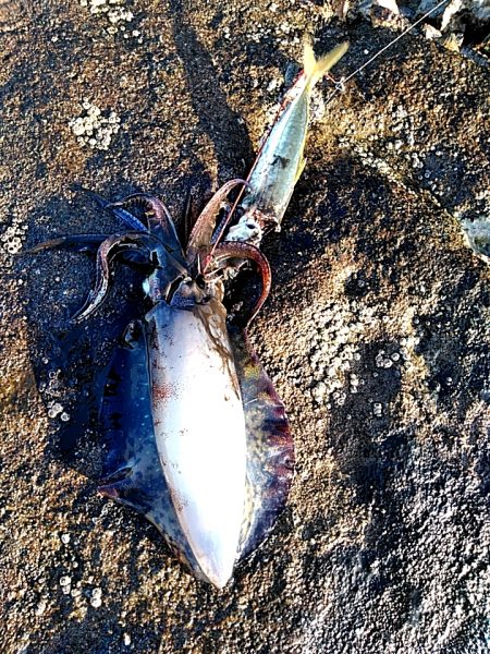 アオリイカ3杯あがりました!!