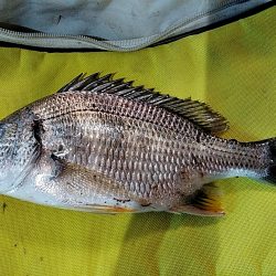 キビレ釣れました!!