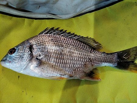 キビレ釣れました!!