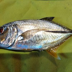 メッキが釣れましたね!!